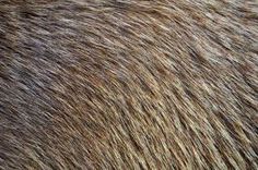 the fur texture is brown and white