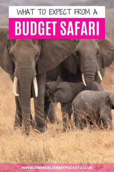 A family of elephants: the parents and two baby elephants. They are standing in the tall, yellow grass Tanzania Honeymoon, Honeymoon Safari, Tanzania Serengeti, Serengeti Safari, Safari Camp