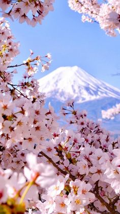 cherry blossoms are blooming in front of a mountain