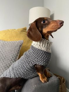 a brown dog wearing a sweater sitting on top of a couch next to a lamp