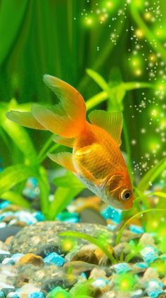 a goldfish swimming in an aquarium filled with rocks and plants, looking for food