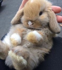 a person holding a small brown and white bunny in their hand with it's front paws up