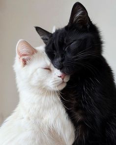 Black And White Cats, Cat Cuddle, Söt Katt, Cute Cats Photos, White Cats, Cat Aesthetic, Cute Cats And Dogs, Pretty Cats