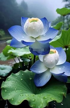 two blue and white flowers with water droplets on them