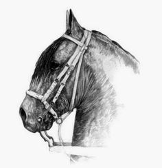 a pencil drawing of a horse's head with bridle and reins on