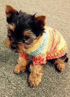 a small dog wearing a colorful sweater on the floor with his head turned to the side