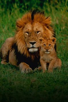 Lion and lion cub looking great | wild life photography | forest | travelling blog Group Of Lions, Lion And Cub, Funny Lion, Photography Forest, Wild Lion, Pinterest Trends, Africa Animals