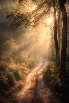 the sun shines through the trees onto a dirt road