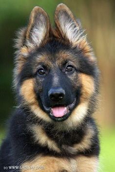 a german shepherd puppy looks at the camera with his tongue hanging out and it's eyes wide open