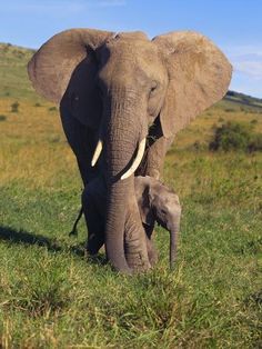 an elephant and its baby walking in the grass