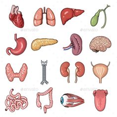 the anatomy of the human body and its organs - miscellaneous objects / science illustration on separate layers