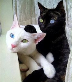 two black and white cats sitting next to each other on a window sill looking at the camera