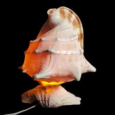 a close up of a sea shell on a black background