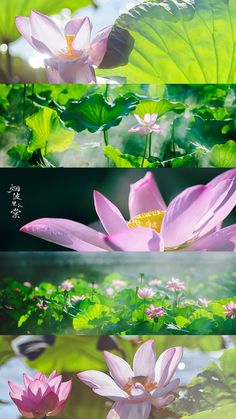 four different images of pink flowers and green leaves in various stages of blooming from the center to the bottom