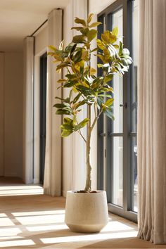 a potted plant sitting on top of a wooden table next to a large window