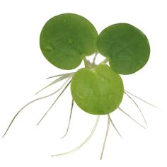 an image of a green vegetable that is cut in half