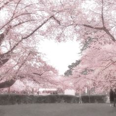 two people are standing under the pink trees