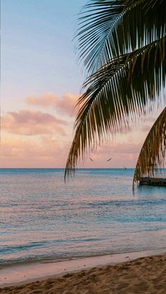 a palm tree sitting on top of a sandy beach next to the ocean at sunset