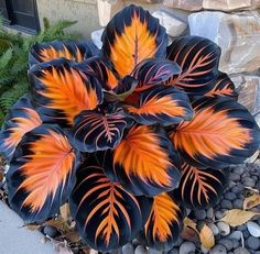 a plant with orange and black leaves on it