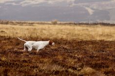 a white and brown dog standing on top of a dry grass covered field with mountains in the background