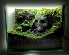 an aquarium with moss growing on it and a skull in the middle