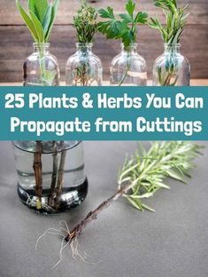 some plants and herbs in vases with the title 25 plants & herbs you can propagate from cuttings