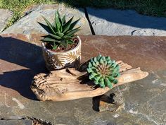 a potted plant sitting on top of a wooden piece of wood next to a rock