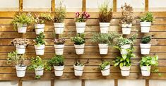 many potted plants are arranged on a wooden wall