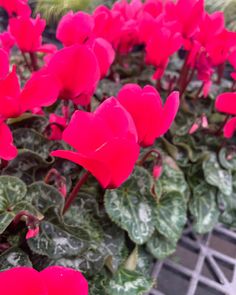 many pink flowers are growing in a planter