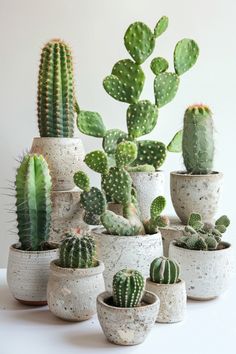 many different kinds of cactus in white pots