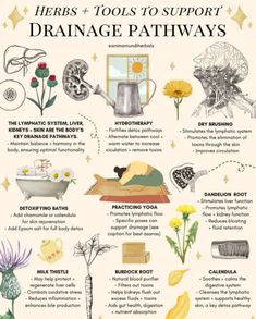 Full Body Detox, Dandelion Root, Kids Groups, Remove Toxins, Body Detox, Improve Circulation, Functional Medicine, Better Health, Flowers Plants