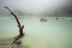 a dead tree in the middle of a body of water on a foggy day