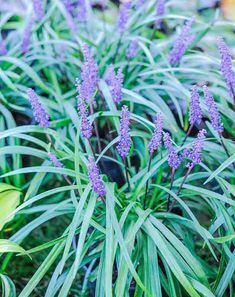 purple flowers are blooming in the garden