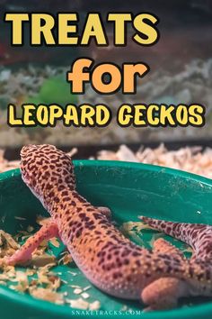 a leopard gecko eating out of a green bowl with text overlay that reads treats for leopard geckos