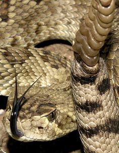 a close up of a snake on the ground