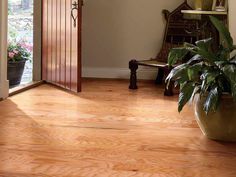 a large potted plant sitting on top of a wooden floor next to a doorway