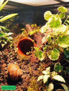 an aquarium filled with plants and other aquatic life in it's tank, along with two snails