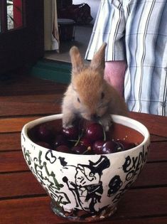 a small rabbit sitting in a bowl filled with cherries