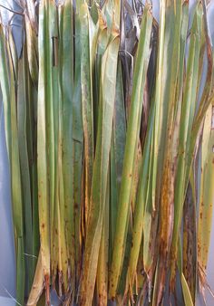 some green and yellow plants with brown spots on them