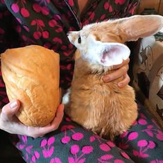 a person holding a bread roll and a rabbit