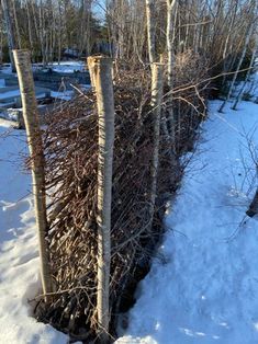 some very tall trees in the snow by some bushes and branches with no leaves on them