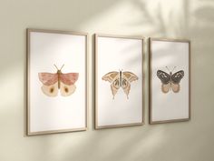 three framed pictures with moths hanging on the wall