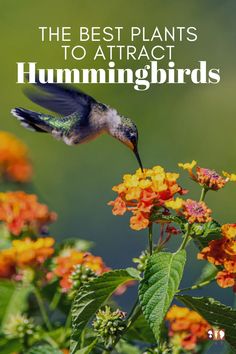 the best plants to attract hummingbirds and other birds in their natural habitat, including flowers