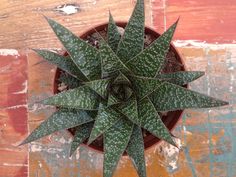 a green plant in a brown pot on a wooden table