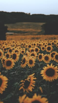 a field full of yellow sunflowers with trees in the background