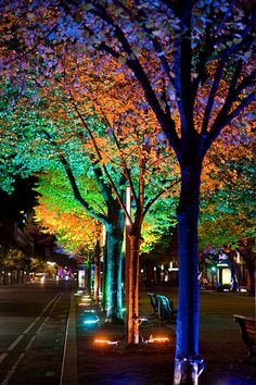 colorful trees lit up at night in the city with street lights on each tree trunk