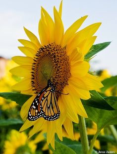 a large sunflower with a butterfly on it