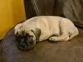 a small pug dog laying on top of a chair