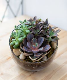 a small potted plant sitting on top of a wooden table next to rocks and plants