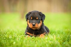 Rottweiler, Rottweiler puppy, Rottweiler puppies, american kennel club, Rottweiler grooming, Rottweiler tips, Rottweiler  facts, Rottweiler grooming, dog grooming, puppy training tips, Rottweiler fun facts, Rottweiler trivia, Rottweiler training, dog trivia, rottie German Rottweiler Puppies, Rottweiler Facts, Rottweiler Dog Breed, Rottweiler Breeders, Rottweiler Puppies For Sale, German Dog Breeds, Puppies Near Me, Rottweiler Puppy, Puppy Wallpaper